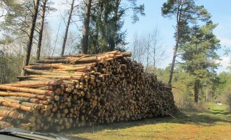 Miškų kirtimas